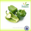 vegetable and fruit exporters, fresh green pepper